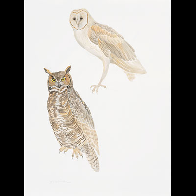 two owls